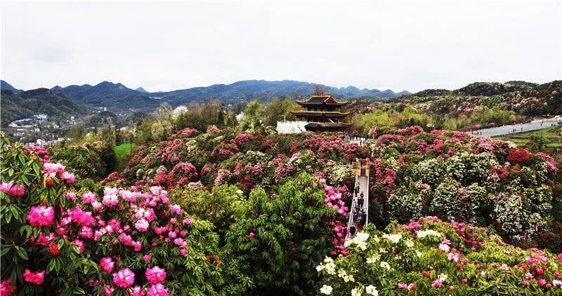 贵州官网免费景区门票最新政策,贵州门票优惠政策2022织金洞