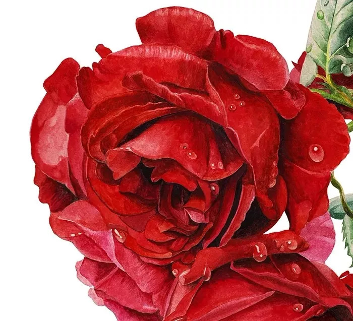 她画的超写实水彩花卉美到窒息,让人惊艳的水彩画