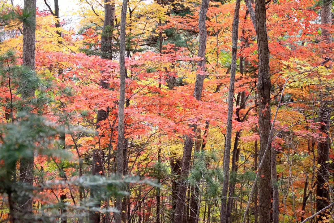 敦化寒葱岭红叶谷风景,吉林红叶最新视频