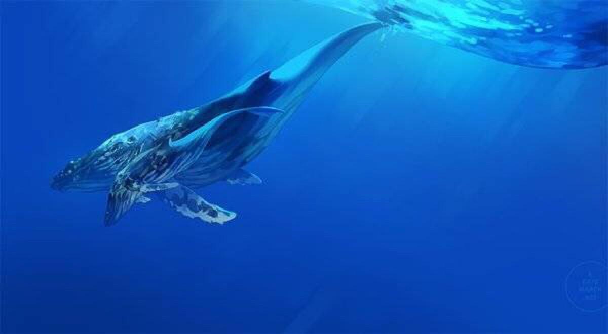 蓝鲸能不能一口咬掉一个鲨鱼,蓝鲸被虎鲸咬一口会怎么样