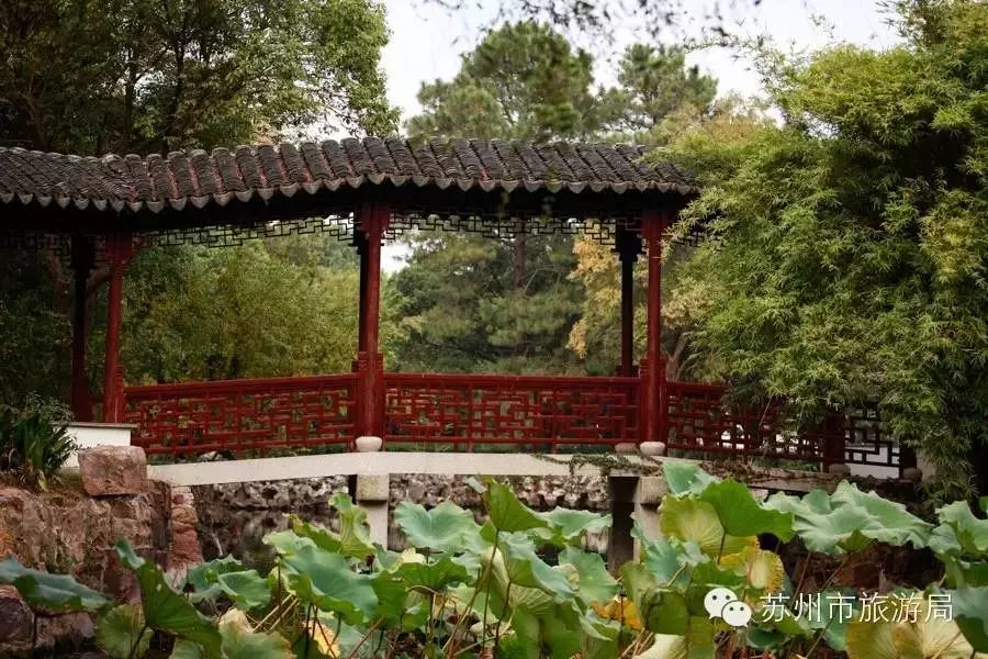 东山橘子采摘节怎么样,苏州东山橘子采摘攻略