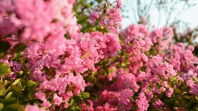 最好看的紫薇花美景,初秋靓丽的紫薇花