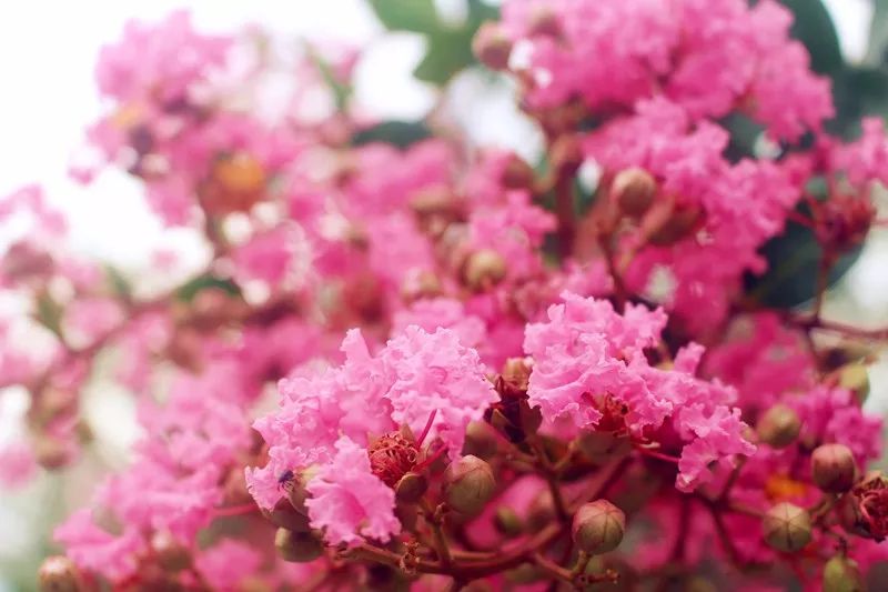 最好看的紫薇花美景,初秋靓丽的紫薇花