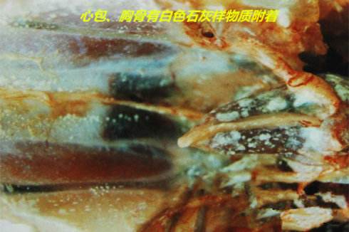 鸡痛风的症状及治疗方法,鸡痛风是什么原因引起的