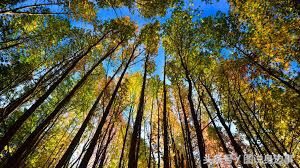 秋的句子短句,秋是一个充满诗意的季节