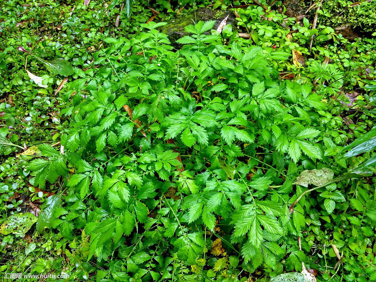 仙鹤草详细图片,仙鹤草详细介绍