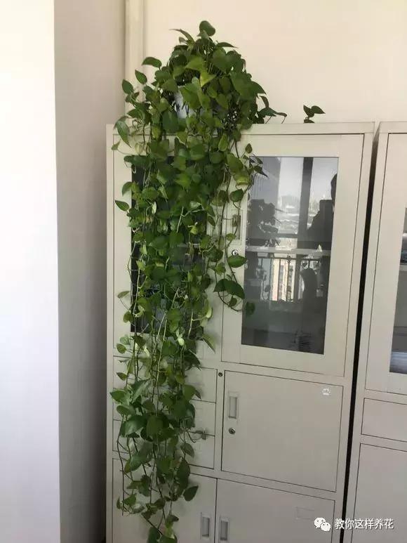 绿萝洗干净就可以水养了么,绿萝吊兰长势慢