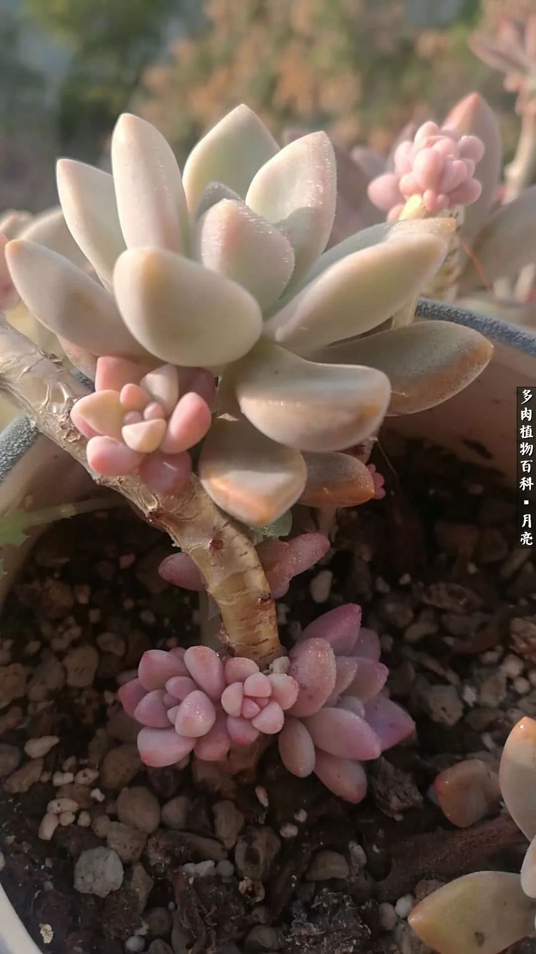 养了五年多肉没一盆“干货”？终于总结出原因了！