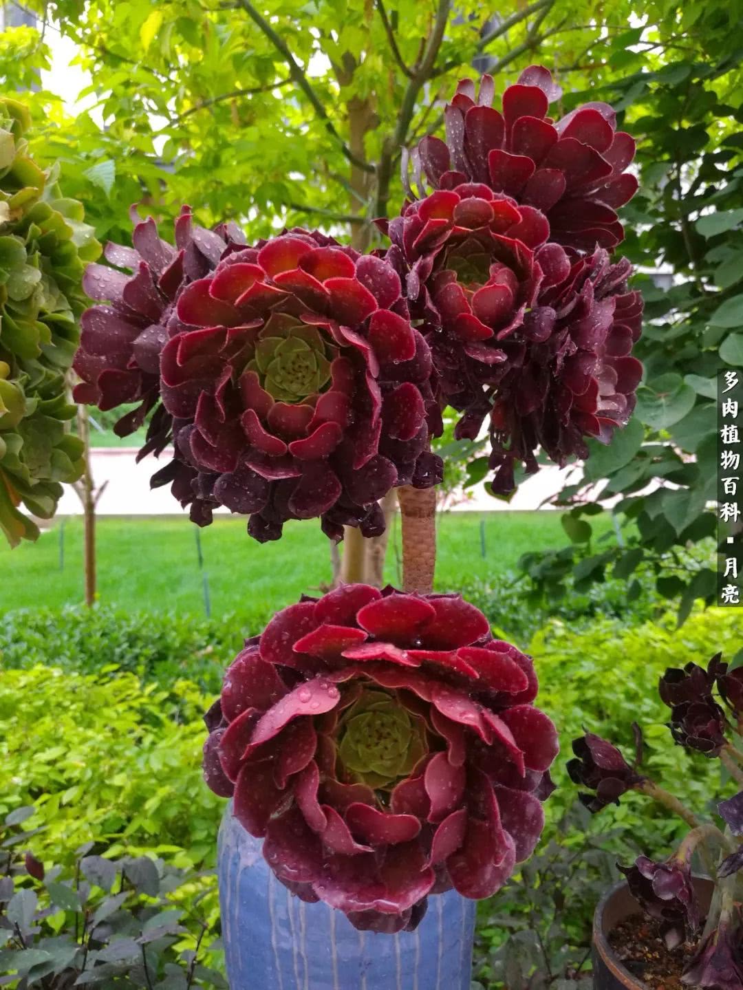 养了五年多肉没一盆“干货”？终于总结出原因了！