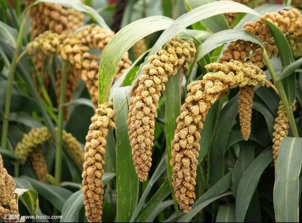 丰收节献五谷,丰收节五谷不分技巧