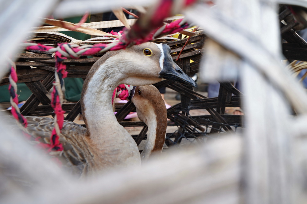 跟乡下大哥游建水完美攻略，不一样的感觉和体会：原来临安这么美