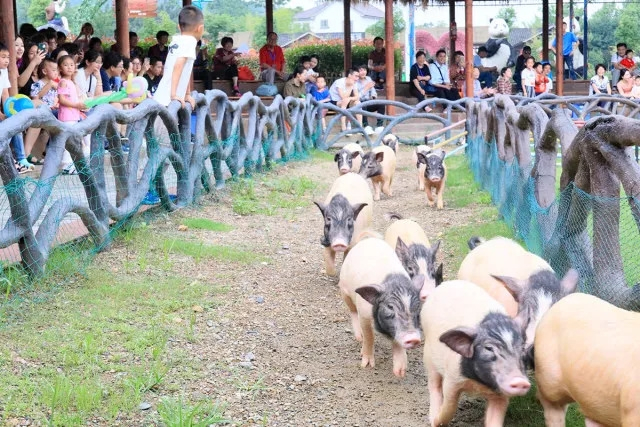 国庆田园嘉乐比，六重惊喜等着你！