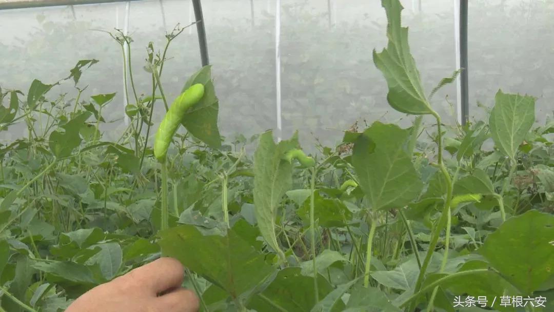 六安这种常见的虫子,竟然卖到了180一斤!你家附近有吗?