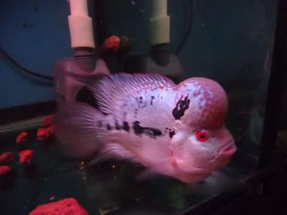 罗汉鱼喂食技巧,罗汉鱼怎么饲养