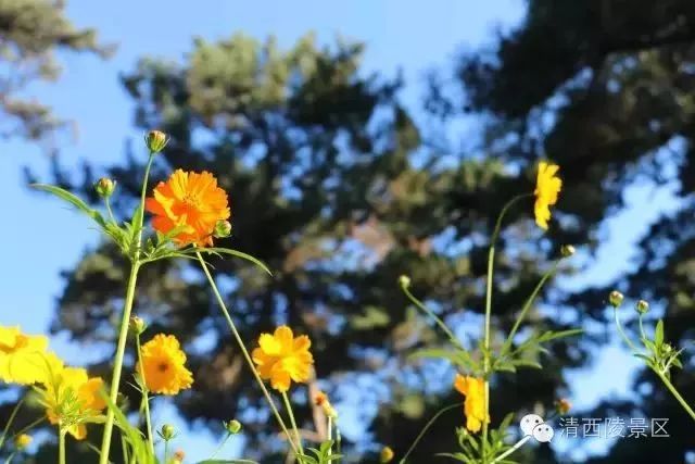 秋天适合旅游的地方易县,清西陵秋冬美景