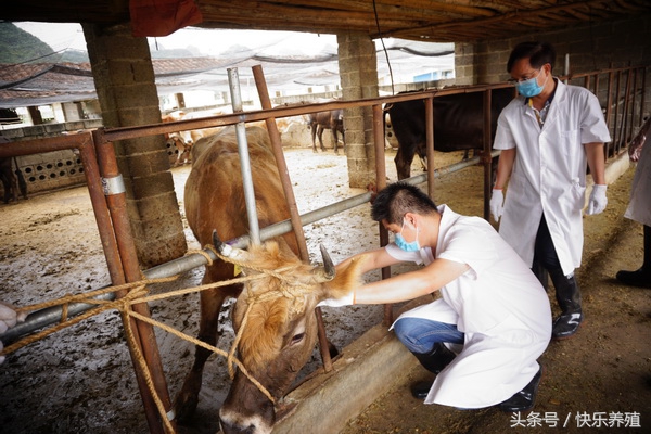肉牛关节肿大怎么办,肉牛后肢僵硬