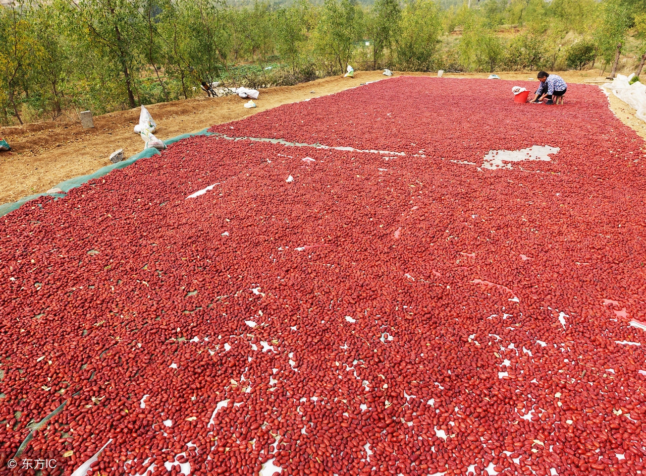三蒸三晒红枣什么季节晒,为什么红枣要三晾三晒
