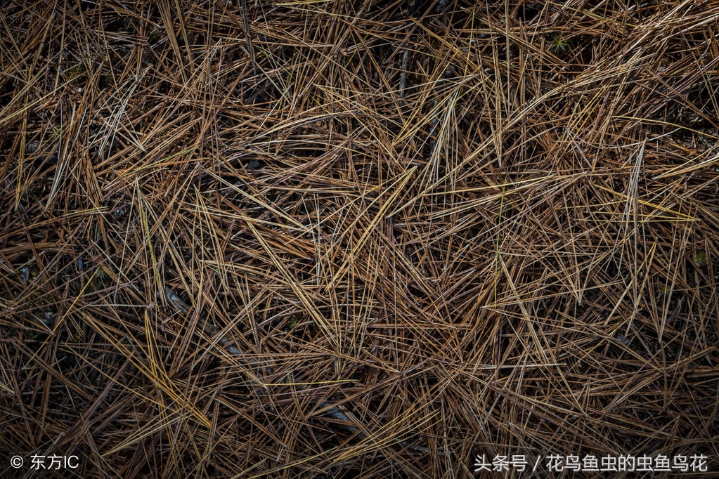 盆栽泡根的正确方法,盆栽如何做到不闷根