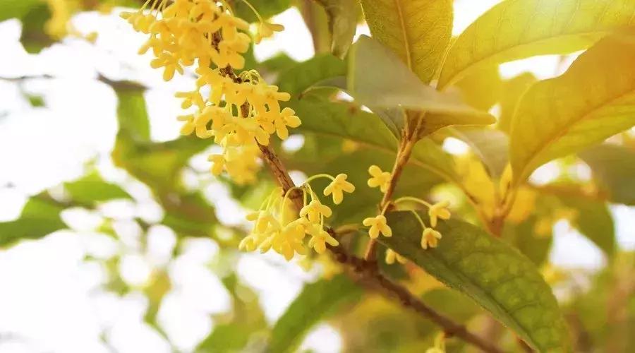 杭州中秋花式赏月,杭州中秋赏月去处