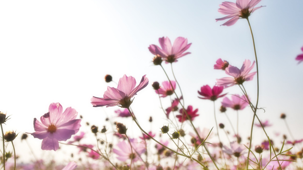 网络教育文凭好用吗,网络教育学历有用吗