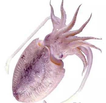 你知道如何区分章鱼墨鱼鱿鱼吗,章鱼墨鱼鱿鱼有什么区别