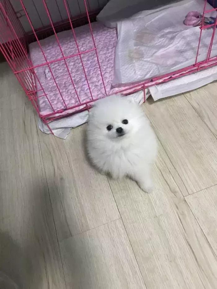 饲养博美常识大全,博美的饲养方法和注意事项