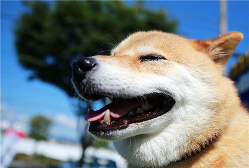 带着汪星人旅游,带汪星人旅游的视频