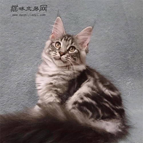 如何识别纯种的缅因猫,如何判定纯种的缅因猫