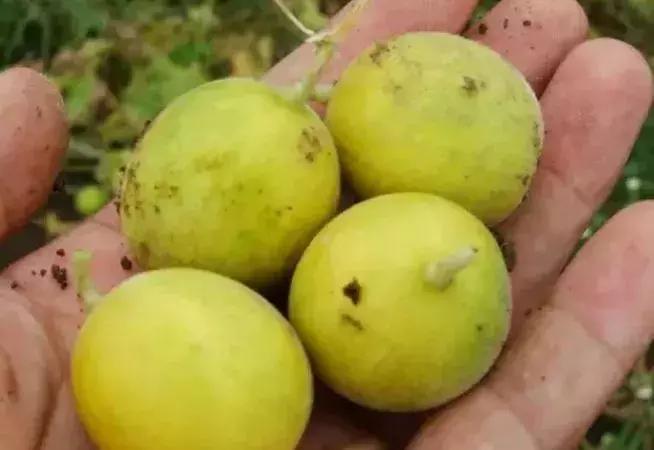 绵阳人讨厌的这个野果子，有人专门来捡赚钱……