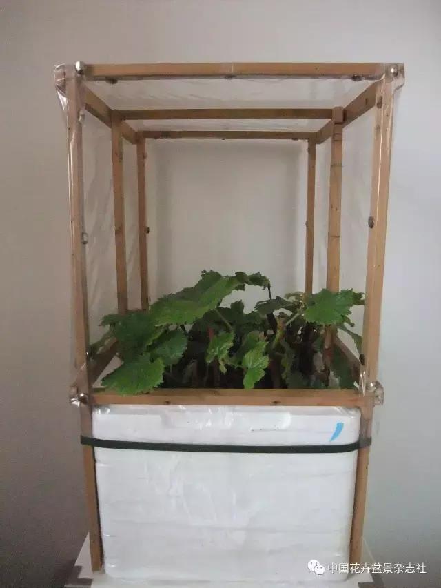 冬季扦插葡萄的方法和技巧,盆栽葡萄扦插的方法