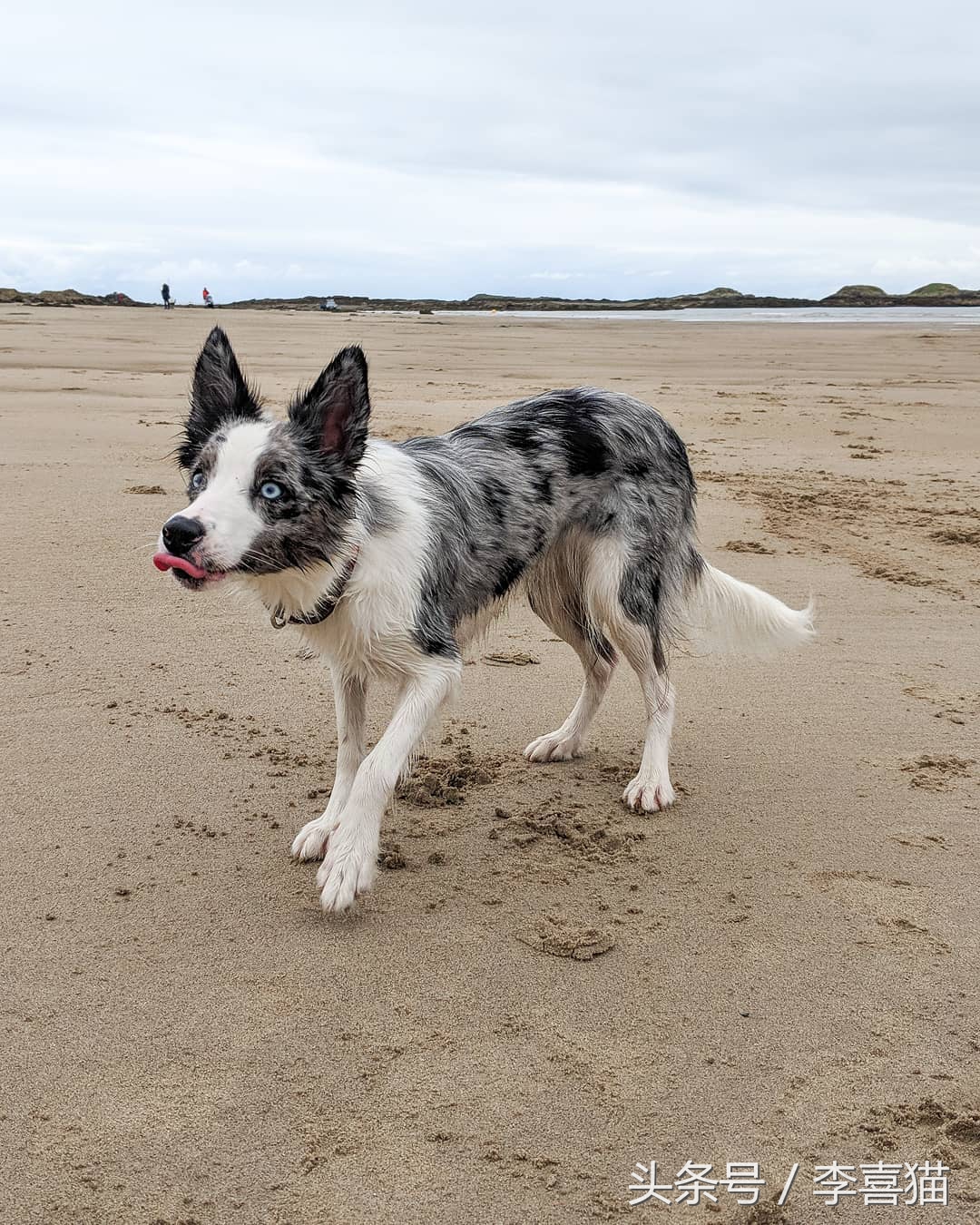 边牧狗狗有多聪明,边牧属于智商高的狗吗