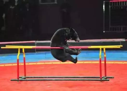 终于定了！世界皇家马戏嘉年华空降淮北吾悦广场！