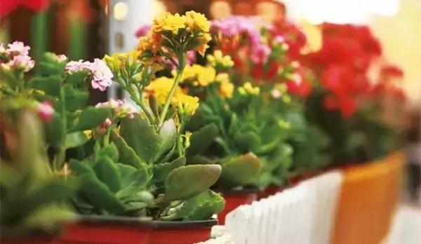 油烟机的废油别扔留下省钱又实用,抽油烟机排出废油可以当花肥料