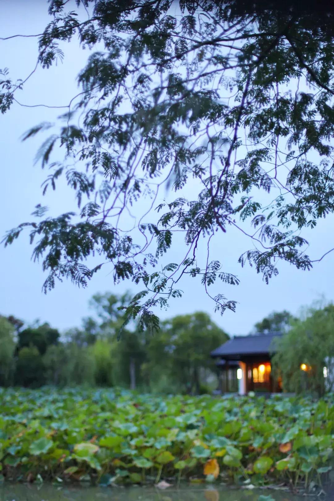 沙家浜芦苇荡游玩体验感想,沙家浜风起芦苇荡