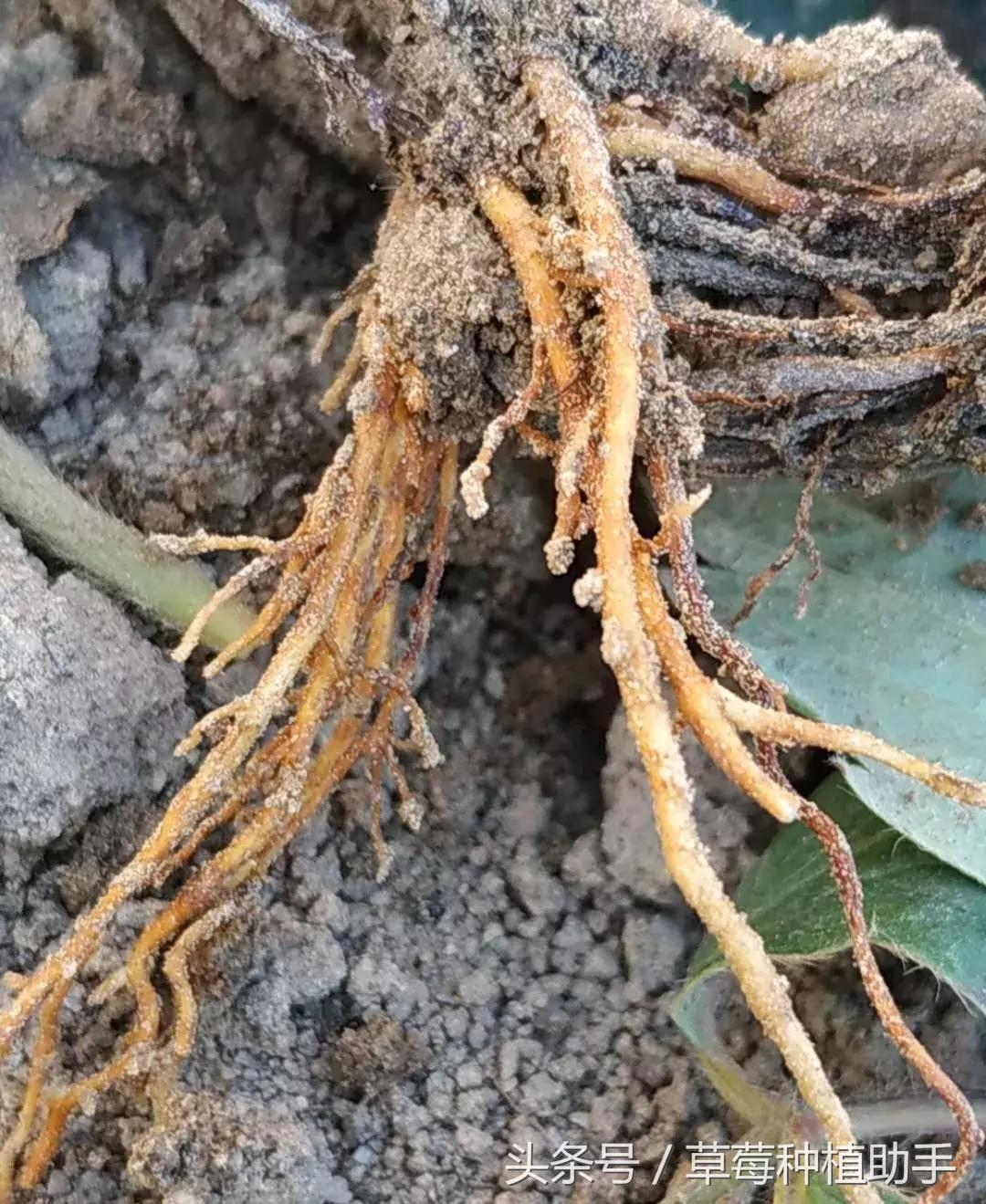 草莓栽后为何死苗多?原因是什么?怎样解决?