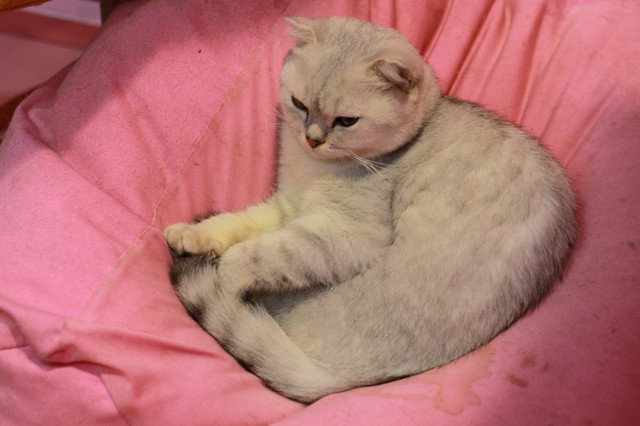 上海魔都奇妙减压馆,魔都减压视频完整版