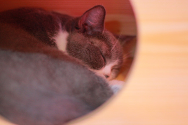 上海魔都奇妙减压馆,魔都减压视频完整版