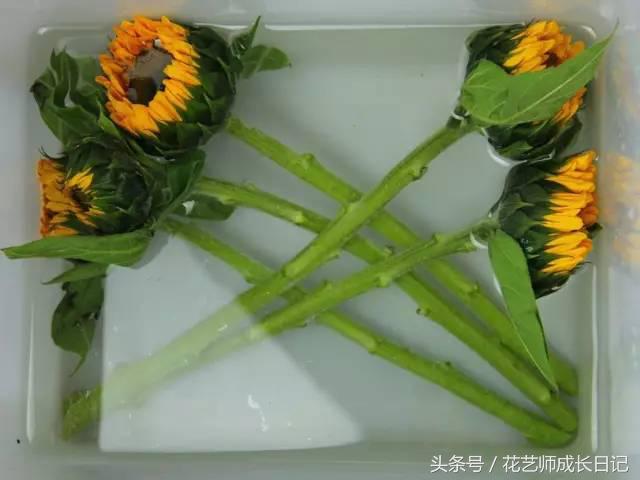 摘下来的向日葵如何养活,向日葵的养护方法和注意事项图文