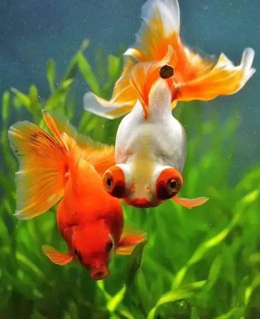 金鱼养眼,十大观赏小型金鱼