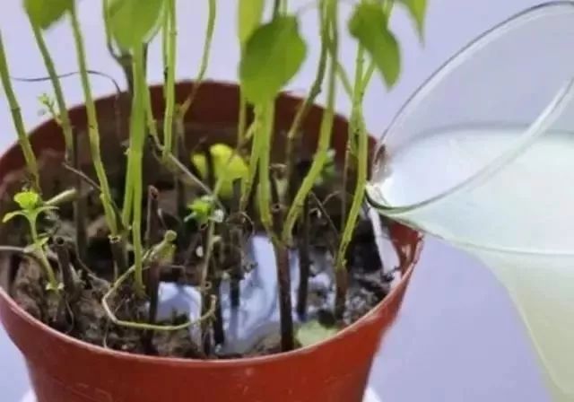 给花浇凉白开,给花浇多菌灵水会怎样