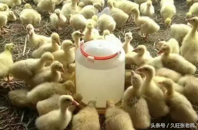 雏鹅怎么养才正确,雏鹅养殖方法与注意事项