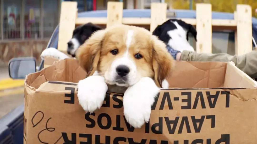 关于狗狗的一部很感人的电影,狗狗感人电影一条狗的使命