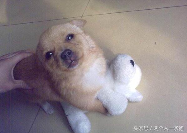 怎样解决犬的焦虑症,如何纠正狗的分离焦虑