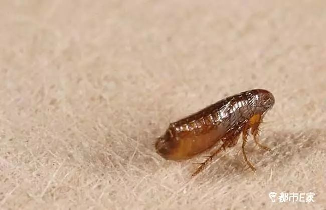 男子被马蜂蛰三下后去世,男子被黄蜂蜇致其身亡