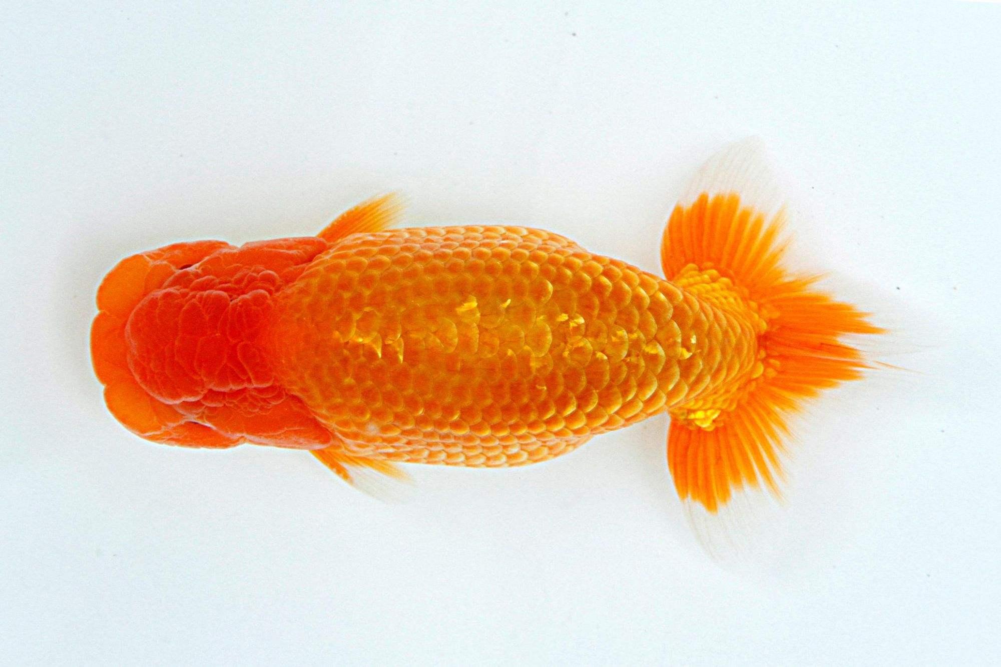 兰寿都是短尾巴吗,兰寿为什么短尾