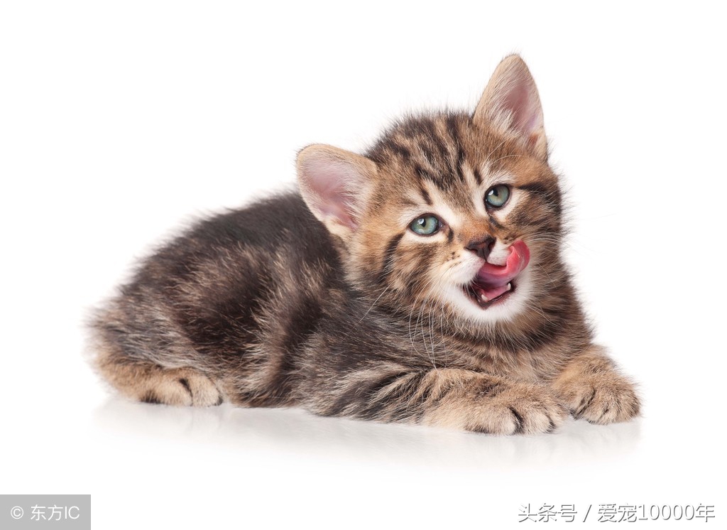 小猫猫癣加耳螨,猫咪有奶癣耳螨能打疫苗吗