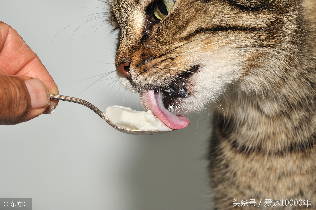 小猫猫癣加耳螨,猫咪有奶癣耳螨能打疫苗吗