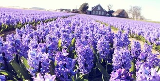 花语大全喜欢的赶紧收藏起来,花语大全100种花的花语象征爱情