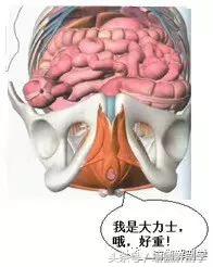 十大最好的盆底肌锻炼方法,女人盆底肌强壮有力的好处