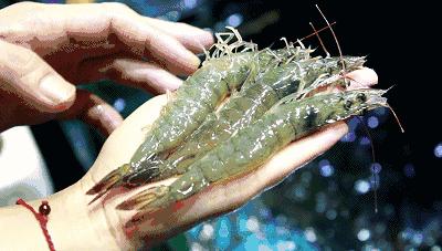 被鲈鱼扎了一下手截肢才保住命,被鲈鱼扎到手过两分钟愈合了